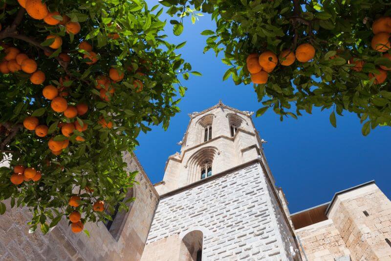 Fun facts about Oranges in Valencia
